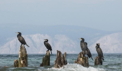 Инсайд. Бурятские депутаты против бакланов