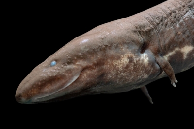 Загадочные обитатели тропических болот